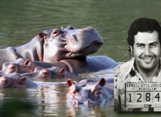 Colombia autoriza la eutanasia de al menos 80 “narcohipopótamos”