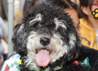 Llevan jornada de bienestar animal a Bosques de Santa Anita