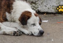 Identifican cinco focos rojos por abandono de mascotas en Puebla