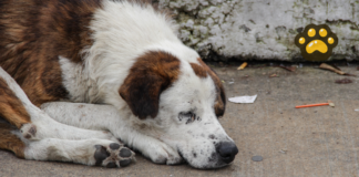 Identifican cinco focos rojos por abandono de mascotas en Puebla