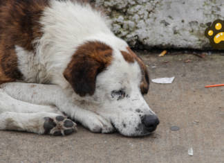 Identifican cinco focos rojos por abandono de mascotas en Puebla