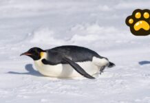 Pingüino emperador y lobo marino ya son especies en peligro de extinción