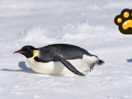 Pingüino emperador y lobo marino ya son especies en peligro de extinción