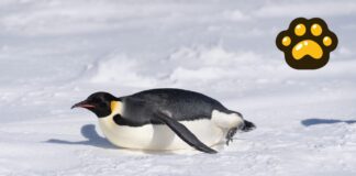 Pingüino emperador y lobo marino ya son especies en peligro de extinción