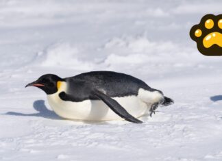 Pingüino emperador y lobo marino ya son especies en peligro de extinción