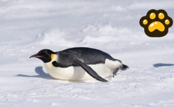 Pingüino emperador y lobo marino ya son especies en peligro de extinción