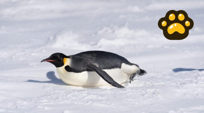 Pingüino emperador y lobo marino ya son especies en peligro de extinción