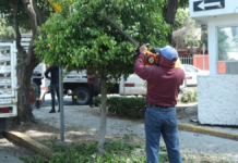 Realiza Gobierno de Pepe Chedraui labores de poda y chapeo en espacios públicos