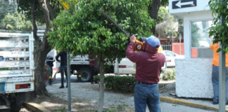 Puebla capital realiza labores de poda y chapeo en espacios públicos