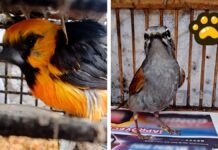 Profepa asegura 11 aves vendidas ilegalmente en Cuetzalan