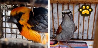Profepa asegura 11 aves vendidas ilegalmente en Cuetzalan
