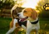 Rescatan a mil 500 beagles de laboratorio en EU tras protestas