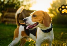 Rescatan a mil 500 beagles de laboratorio en EU tras protestas
