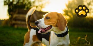 Rescatan a mil 500 beagles de laboratorio en EU tras protestas