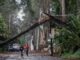 Puebla bajo el agua; lluvia con granizo deja inundaciones y árboles caídos