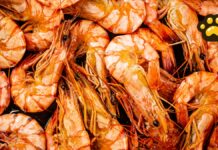 Inicia veda de camarón en Golfo de México y Mar Caribe