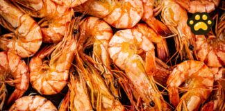 Inicia veda de camarón en Golfo de México y Mar Caribe
