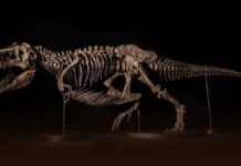 Subastarán esqueleto de T Rex valorado en hasta 30 mdd