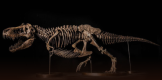 Subastarán esqueleto de T Rex valorado en hasta 30 mdd