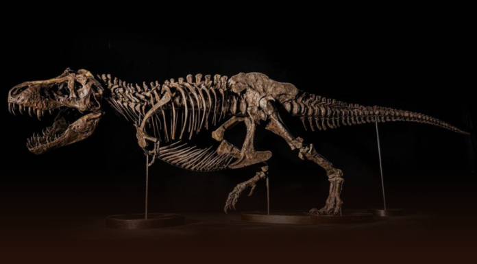 Subastarán esqueleto de T Rex valorado en hasta 30 mdd