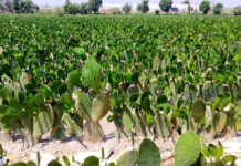 Preparan edición 30 de la Feria del Nopal en San Andrés Cholula
