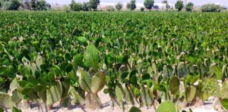 Preparan edición 30 de la Feria del Nopal en San Andrés Cholula