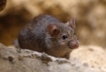 OMS descarta riesgo de pandemia por brote de hantavirus