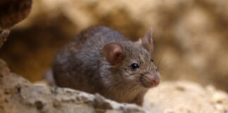 OMS descarta riesgo de pandemia por brote de hantavirus