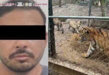 Cae líder criminal en Nuevo León; resguardan siete tigres