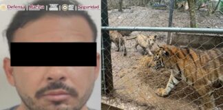 Cae líder criminal en Nuevo León; resguardan siete tigres
