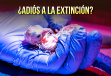 Con huevos “artificiales” logran eclosionar 26 pollos