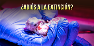 Con huevos “artificiales” logran eclosionar 26 pollos
