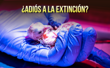 Con huevos “artificiales” logran eclosionar 26 pollos
