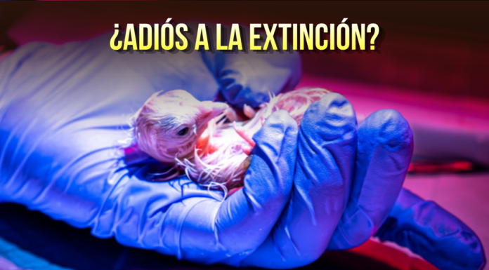 Con huevos “artificiales” logran eclosionar 26 pollos