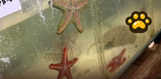 Rescatan en Argentina 700 animales traficados desde Kenia