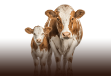 Estudio revela que las vacas pueden reconocer rostros humanos