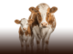 Estudio revela que las vacas pueden reconocer rostros humanos