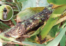 Alertan por plaga que amenaza cultivo de maíz en México
