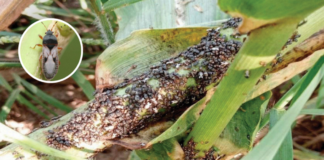 Alertan por plaga que amenaza cultivo de maíz en México