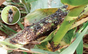 Alertan por plaga que amenaza cultivo de maíz en México