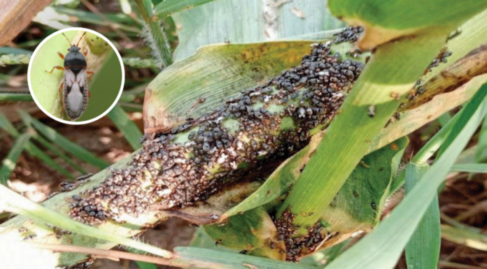 Alertan por plaga que amenaza cultivo de maíz en México