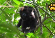Liberan 30 monos aulladores en Reserva de la Biosfera de Veracruz