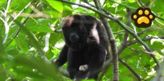 Liberan 30 monos aulladores en Reserva de la Biosfera de Veracruz