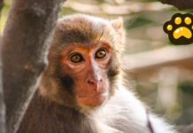 Activan protocolo de atención a primates ante ola de calor en México