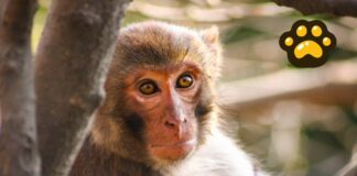 Activan protocolo de atención a primates ante ola de calor en México