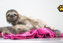 Prohíben importación de perezosos en Florida tras caso “Sloth World”