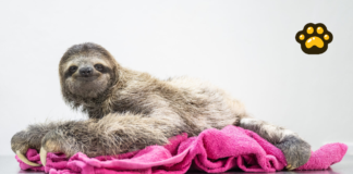 Prohíben importación de perezosos en Florida tras caso “Sloth World”
