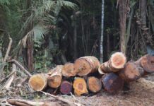 Sudamérica perdió 41 millones de hectáreas de bosques en una década