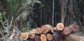 Sudamérica perdió 41 millones de hectáreas de bosques en una década