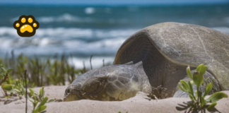 Inicia temporada de liberación de tortugas marinas en Tamaulipas